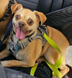 Reunited Male Dog last seen Brunswick ct and Woodland, New Orleans, LA 70131