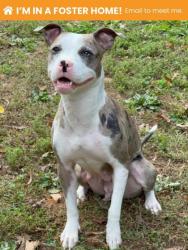 Shelter Stray Female Dog last seen Near Park Heights ave, 21215, MD, 2490 Giles Rd, Baltimore, MD 21225, USA