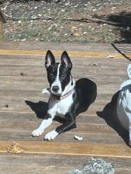 Shelter Stray Female Dog last seen Near Orchard Park Dr, Stone Mountain, GA 30083, 30083, GA, 3280 Chamblee Dunwoody Rd, Chamblee, GA 30341, USA