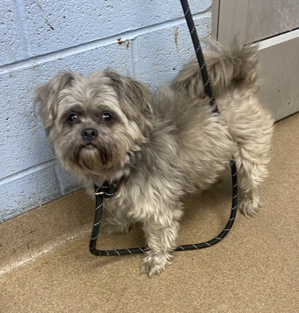 Shelter Stray Male Dog last seen Near Chamblee Dunwoody Rd, Chamblee, GA 30341, 30341, GA, 3280 Chamblee Dunwoody Rd, Chamblee, GA 30341, USA