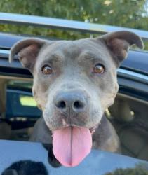 Shelter Stray Female Dog last seen Near Rolling Rock Dr Conley, GA 30288, 30288, GA, 3280 Chamblee Dunwoody Rd, Chamblee, GA 30341, USA
