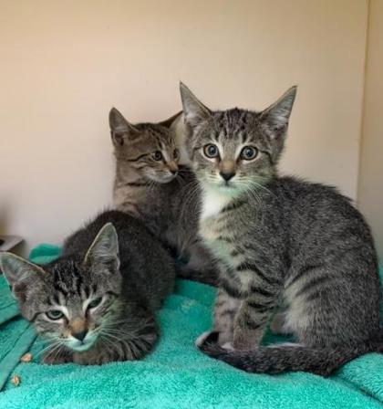 Shelter Stray Unknown Cat last seen Near Sandy Lake Dr Lithonia, GA 30038, 30038, GA, 3280 Chamblee Dunwoody Rd, Chamblee, GA 30341, USA