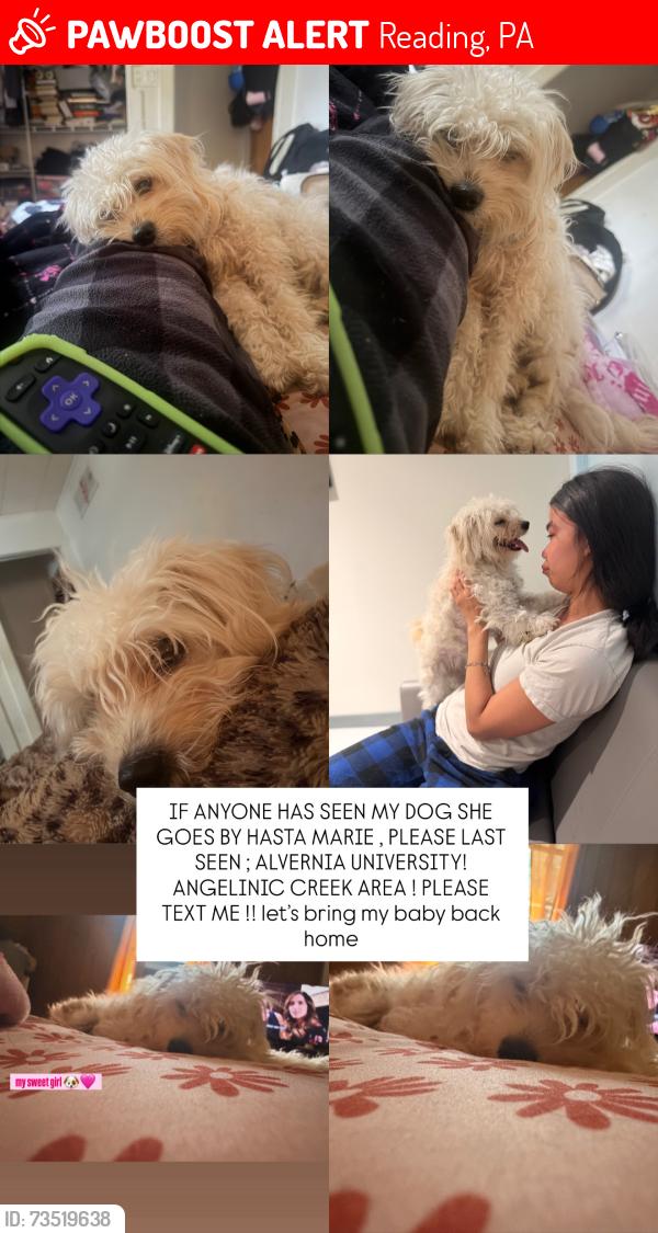 Lost Female Dog last seen ALVERNA UNIVERSITY ANGELICA CREEK, Reading, PA 19607
