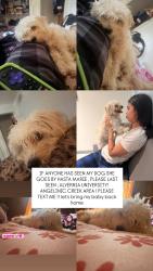 Lost Female Dog last seen ALVERNA UNIVERSITY ANGELICA CREEK, Reading, PA 19607
