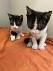 Shelter Stray Unknown Cat last seen 10th Lane, IRC AC, FL, 6230 77th St, Vero Beach, FL 32967, USA