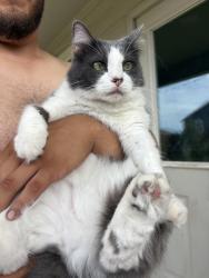 Lost Male Cat last seen Crossbow Ridge and Galm, San Antonio, TX 78253