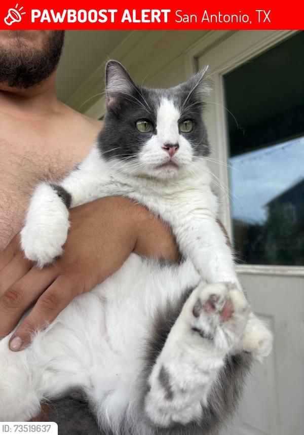 Lost Male Cat last seen Crossbow Ridge and Galm, San Antonio, TX 78253
