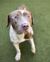 Shelter Stray Male Dog last seen Near Andrew Hairston Place, Atlanta, GA, 1251 Fulton Industrial Blvd NW, Atlanta, GA 30336, USA