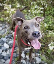 Shelter Stray Female Dog last seen Near Hershel Road, College Park, GA, 1251 Fulton Industrial Blvd NW, Atlanta, GA 30336, USA