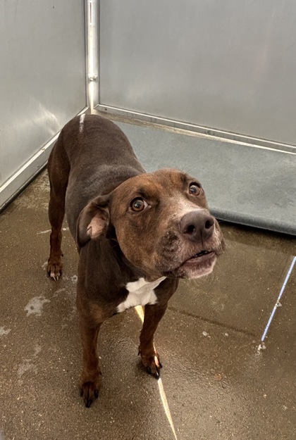 Shelter Stray Female Dog last seen Near E ROSEDALE ST, East District, TX, 355 Hillshire Dr, Haslet, TX 76052, USA