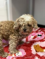 Shelter Stray Male Dog last seen Near S NORMANDALE ST 231, West District, TX, 355 Hillshire Dr, Haslet, TX 76052, USA