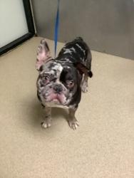 Shelter Stray Male Dog last seen Near E Lancaster Ave, East District, TX, 355 Hillshire Dr, Haslet, TX 76052, USA