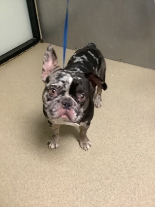 Shelter Stray Male Dog last seen Near E Lancaster Ave, East District, TX, 355 Hillshire Dr, Haslet, TX 76052, USA