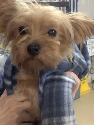 Shelter Stray Male Dog last seen Near MOUNT HORUM WAY, East District, TX, 355 Hillshire Dr, Haslet, TX 76052, USA