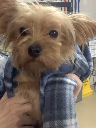 Shelter Stray Male Dog last seen Near MOUNT HORUM WAY, East District, TX, 355 Hillshire Dr, Haslet, TX 76052, USA