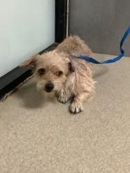Shelter Stray Male Dog last seen , , TX, 355 Hillshire Dr, Haslet, TX 76052, USA