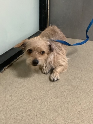 Shelter Stray Male Dog last seen , , TX, 355 Hillshire Dr, Haslet, TX 76052, USA
