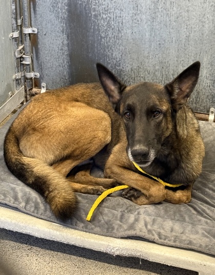 Shelter Stray Male Dog last seen North Park Dr & Tradwinds Dr, Roseville City, CA, 200 Tahoe Ave, Roseville, CA 95678, USA
