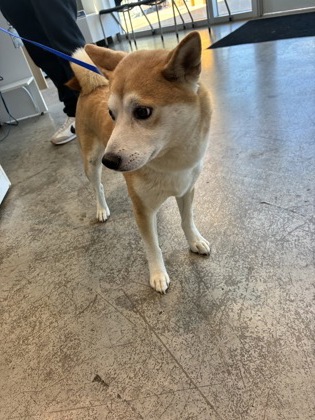 Shelter Stray Male Dog last seen Near W BAILEY BOSWELL RD, North District, TX, 355 Hillshire Dr, Haslet, TX 76052, USA