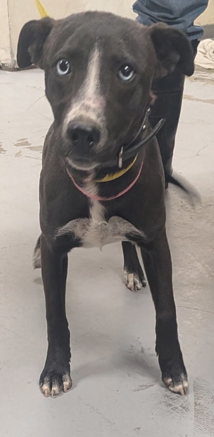 Shelter Stray Female Dog last seen , , NM, 1209 NM-314, Los Lunas, NM 87031, USA