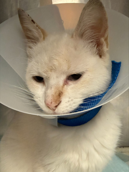 Shelter Stray Male Cat last seen Near Santa Fe Trl, West District, TX, 355 Hillshire Dr, Haslet, TX 76052, USA