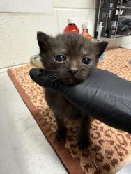 Shelter Stray Male Cat last seen Near Brookside Ave, Knox County GP, TN, 3201 Division St, Knoxville, TN 37919, USA