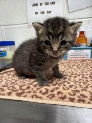 Shelter Stray Unknown Cat last seen Near Brookside Ave, Knox County GP, TN, 3201 Division St, Knoxville, TN 37919, USA