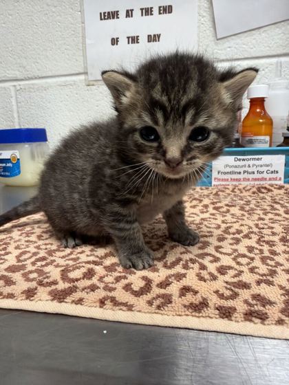 Shelter Stray Unknown Cat last seen Near Brookside Ave, Knox County GP, TN, 3201 Division St, Knoxville, TN 37919, USA