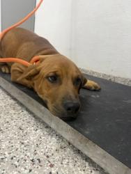 Shelter Stray Female Dog last seen Poston Circle, Gastonia, NC, 1491 Business Park Ct, Gastonia, NC 28052, USA