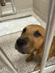 Shelter Stray Male Dog last seen Poston Circle, Gastonia, NC, 1491 Business Park Ct, Gastonia, NC 28052, USA