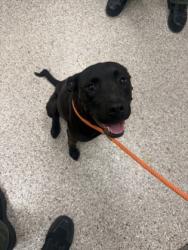 Shelter Stray Female Dog last seen Poston Circle, Gastonia, NC, 1491 Business Park Ct, Gastonia, NC 28052, USA