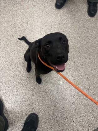 Shelter Stray Female Dog last seen Poston Circle, Gastonia, NC, 1491 Business Park Ct, Gastonia, NC 28052, USA