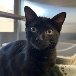 Shelter Stray Female Cat last seen County Hwy MM, Fitchburg, City of, WI, 5132 Voges Rd, Madison, WI 53718, USA