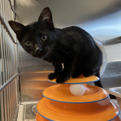 Shelter Stray Male Cat last seen County Hwy MM, Fitchburg, City of, WI, 5132 Voges Rd, Madison, WI 53718, USA