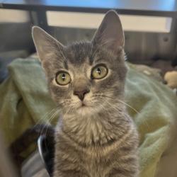 Shelter Stray Male Cat last seen Marshall, Marshall, Village of, WI, 5132 Voges Rd, Madison, WI 53718, USA