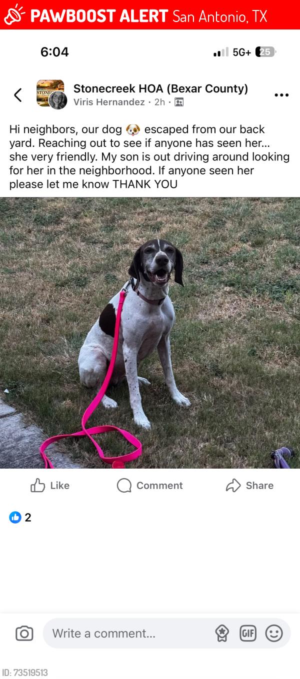 Lost Female Dog last seen Potranco/151 area, San Antonio, TX 78245