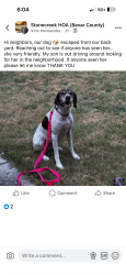 Lost Female Dog last seen Potranco/151 area, San Antonio, TX 78245