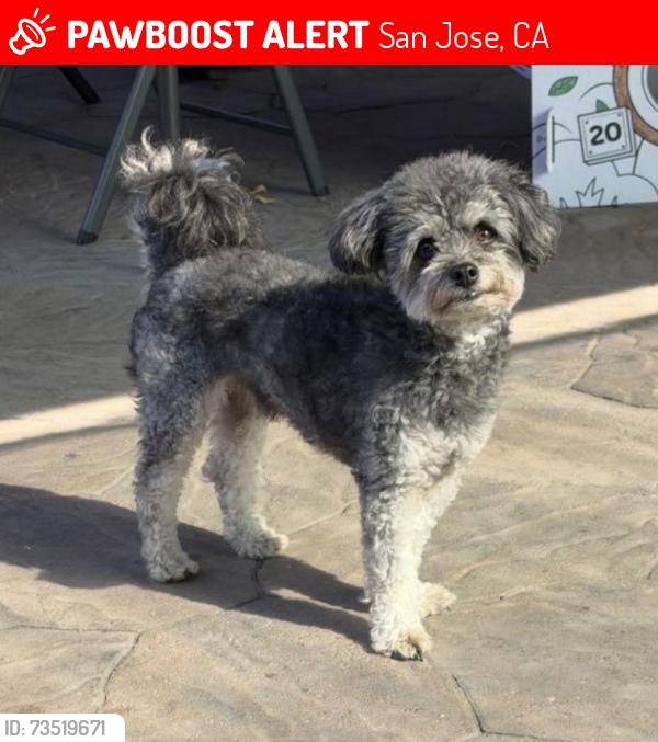 Lost Male Dog last seen Story, San Jose, CA 95116