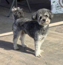Lost Male Dog last seen Story, San Jose, CA 95116