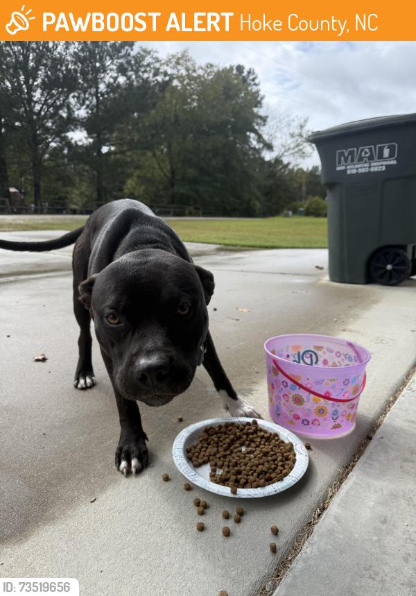 Found/Stray Male Dog last seen Phillipi Church Rd and Pittman Grove, Hoke County, NC 28376