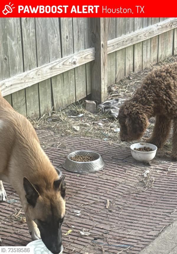 Lost Male Dog last seen Belt way 8 and Monrrow, Houston, TX 77075