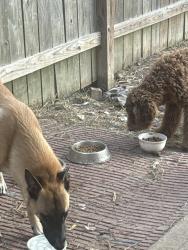 Lost Male Dog last seen Belt way 8 and Monrrow, Houston, TX 77075