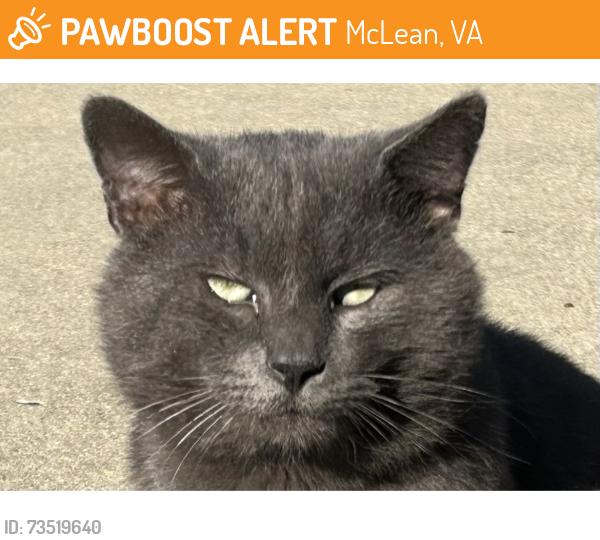 Found/Stray Unknown Cat last seen Westwind Way & Magarity, McLean, VA 22101