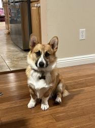 Reunited Male Dog last seen Near fairway dr, Rohnert Park, CA 94928