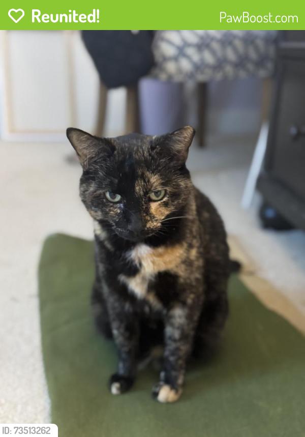 Reunited Female Cat last seen 49th Ave N & Illinois Avenue, Nashville, TN 37209