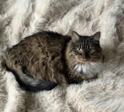 Reunited Female Cat last seen 1st and Sherman, Denver, CO 80203