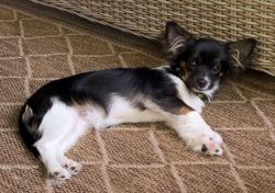 Reunited Female Dog last seen Summerlin Pl /Rea Rx, Charlotte, NC 28226