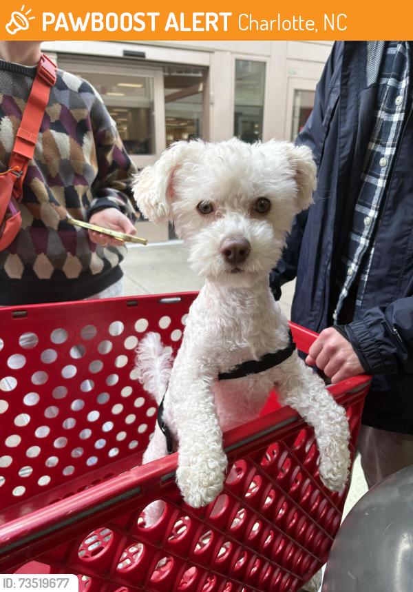 Found/Stray Male Dog last seen Target parking deck, Charlotte, NC 28204