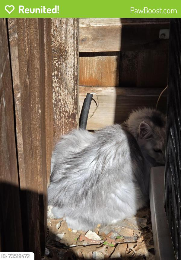 Reunited Unknown Cat last seen Spencer and Shiver, Fort Worth, TX 76244