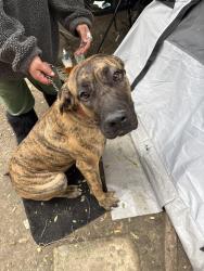 Found/Stray Female Dog last seen Hunting park, Philadelphia, PA 19140